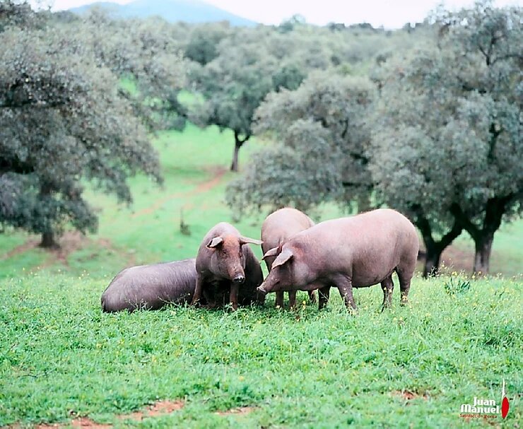 Jamón ibérico de bellota de cerdo iberico
