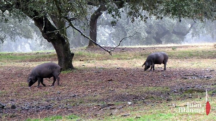 La Montanera en Juan Manuel dos cerdos ibéricos